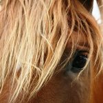 10 grunde til din hest ikke fungerer