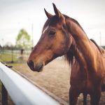 10 grunde til din hest ikke fungerer
